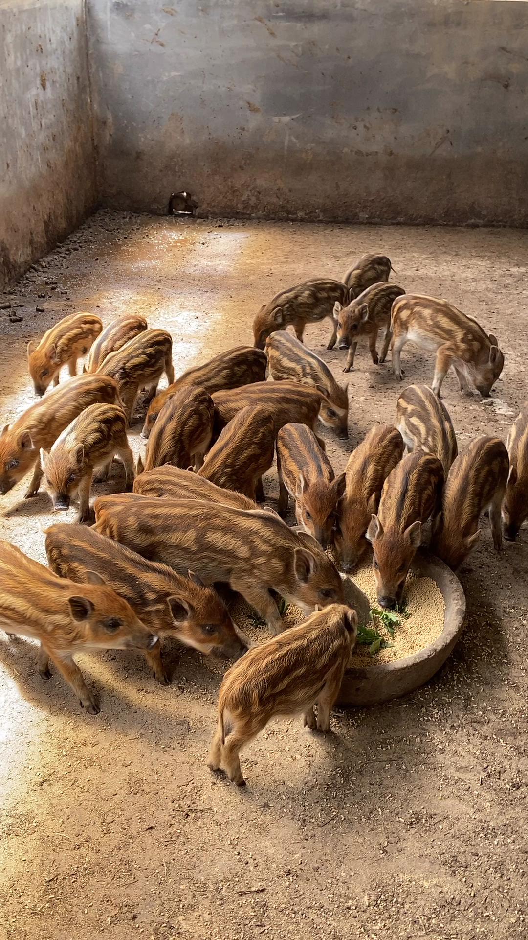 特种野猪苗哪里有卖江苏野猪养殖基地