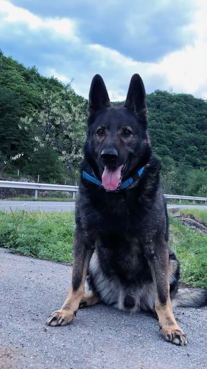 东德牧羊犬#东德牧羊犬