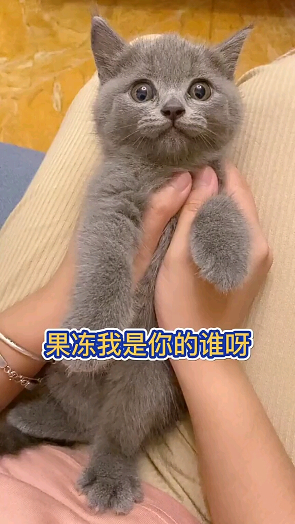 家有猫咪#果冻我是你的谁啊-度小视