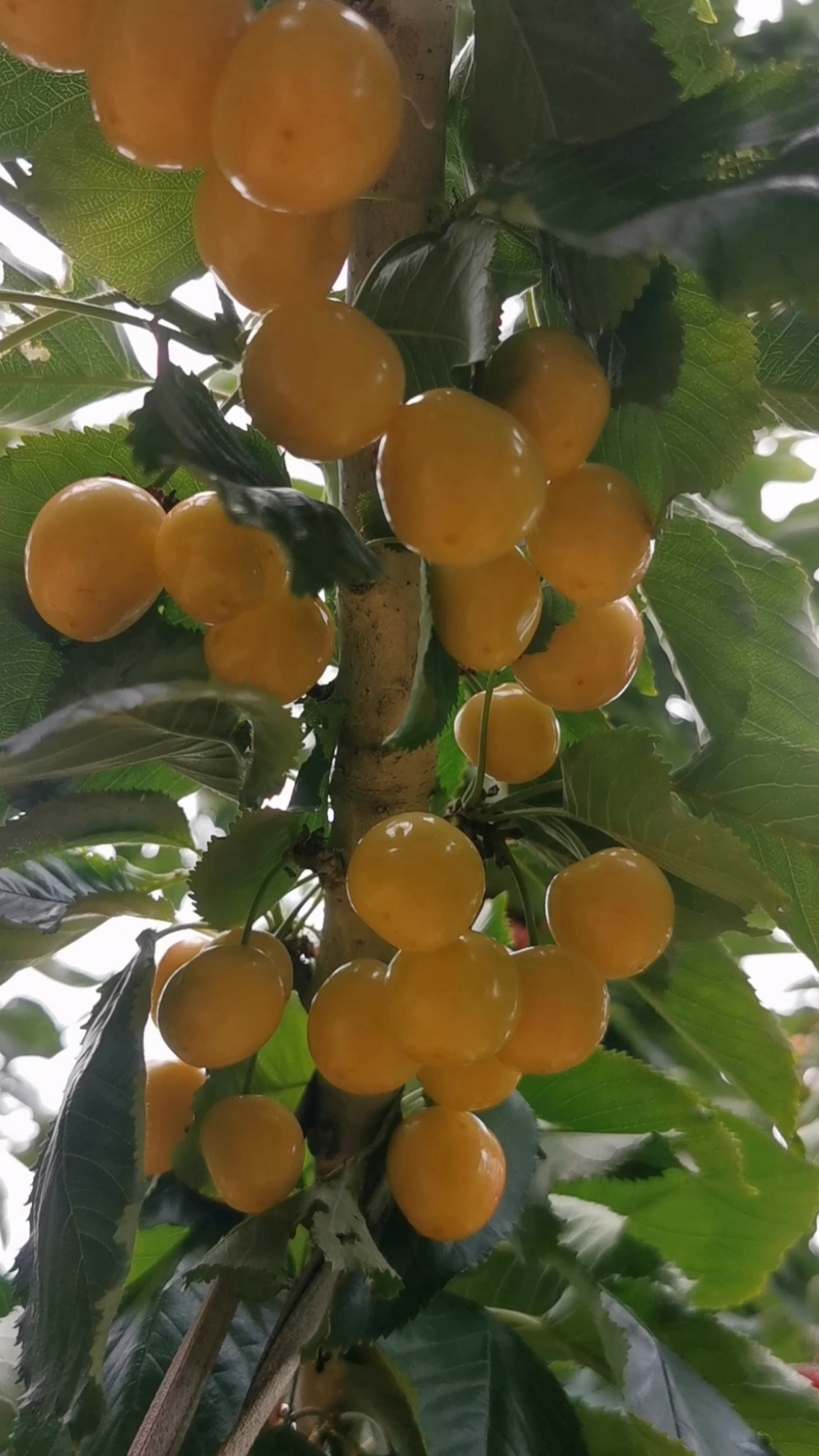 优质大樱桃苗#硬胎佳红大樱桃