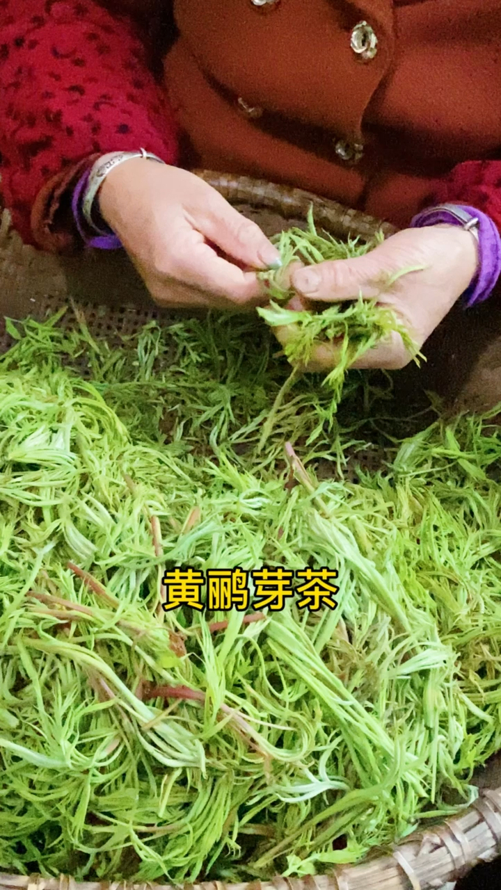 茶知识你听黄鹂芽茶香的浓郁