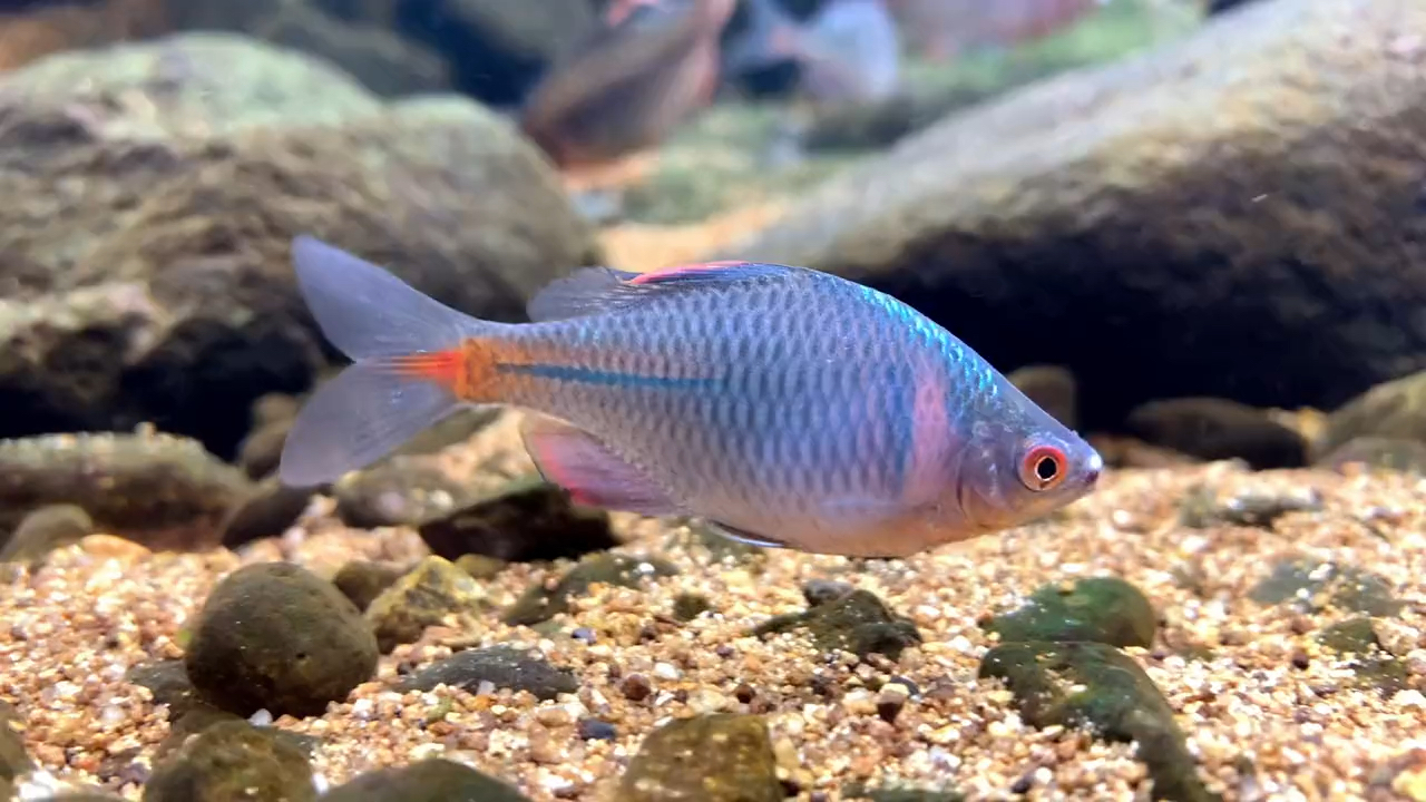 原生鱼#高体鳑鲏发色的季节