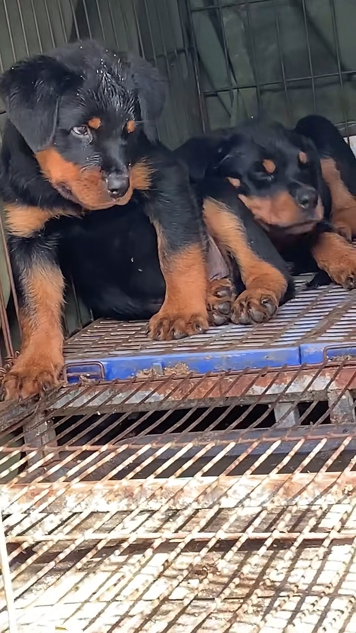 德系罗威纳我怎么这么好看高品质罗威纳幼犬