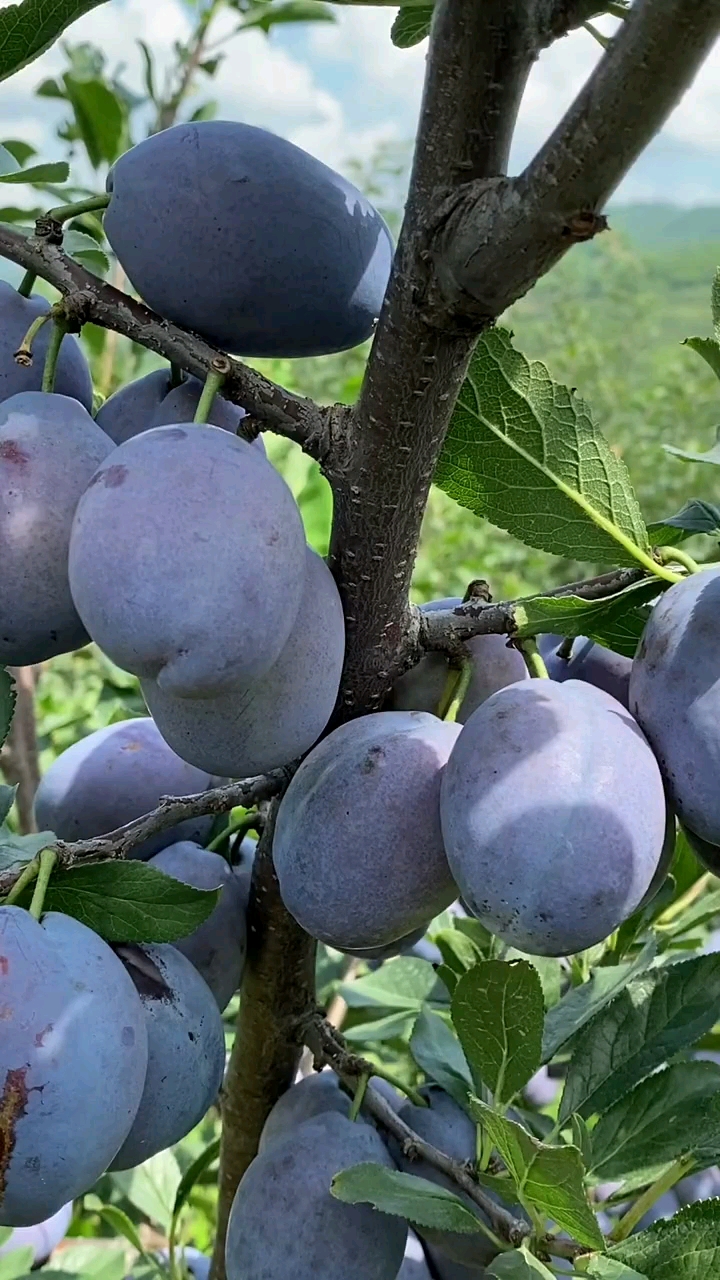 奇异果这就是蓝密西梅李子