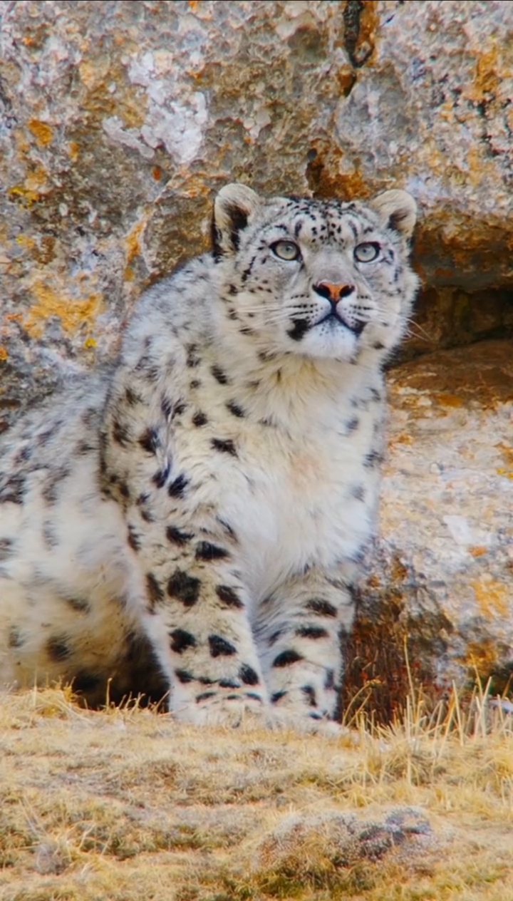 动物世界#猫科动物:野生胖猫《雪豹》,胖嘟嘟的可爱极了-度小视