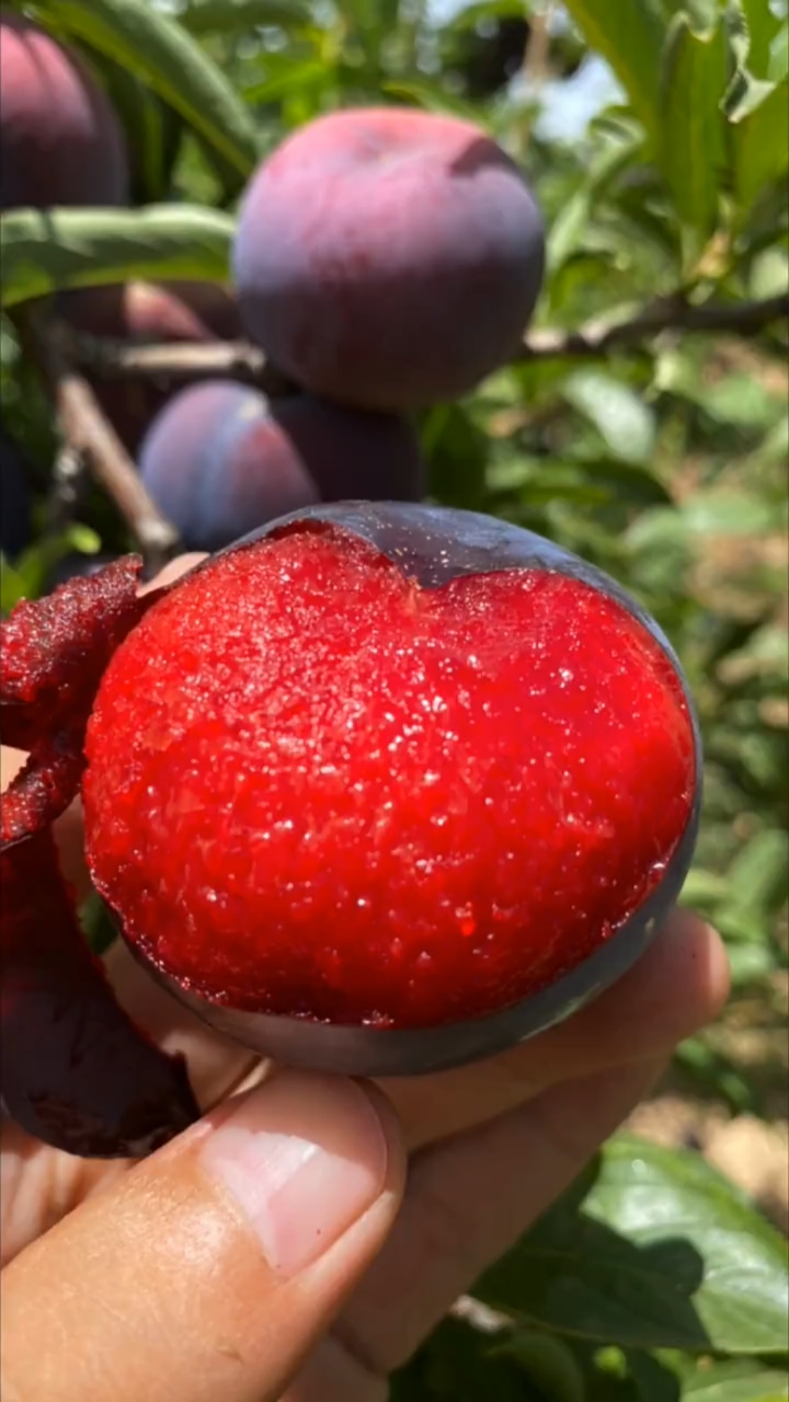 风味玫瑰李子苗