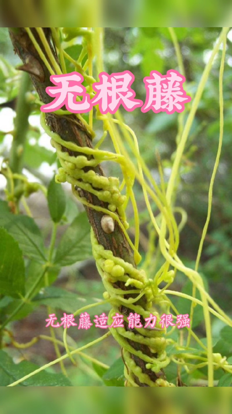 野生草本无根藤又名无根草
