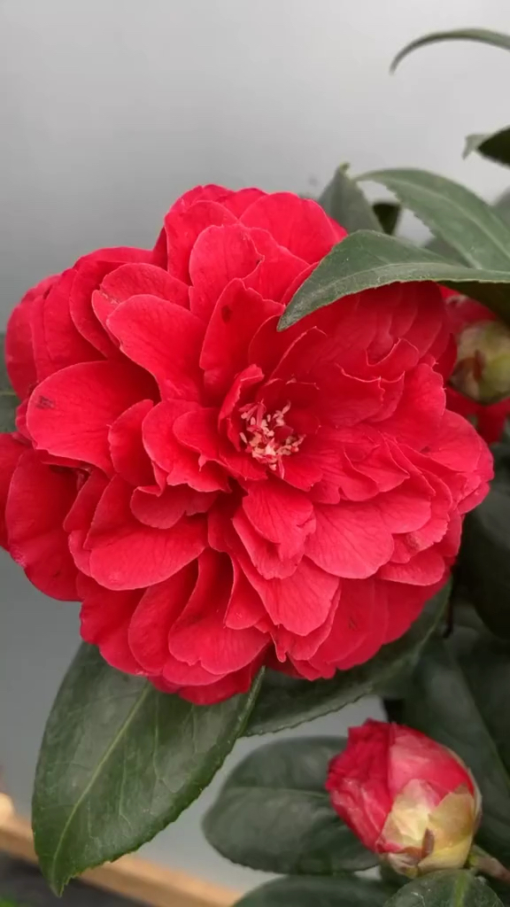 茶花#伯拜范茶花开品鉴赏!-度小视