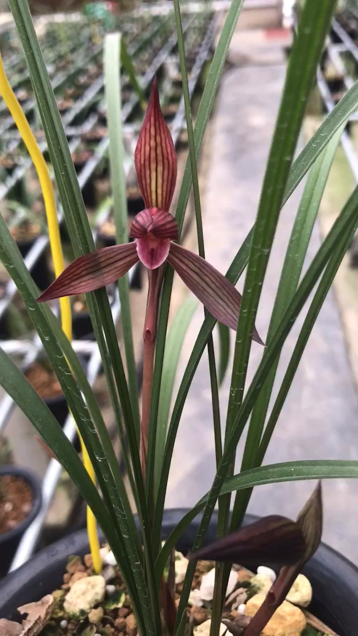 春兰红花铭品【红宝石】