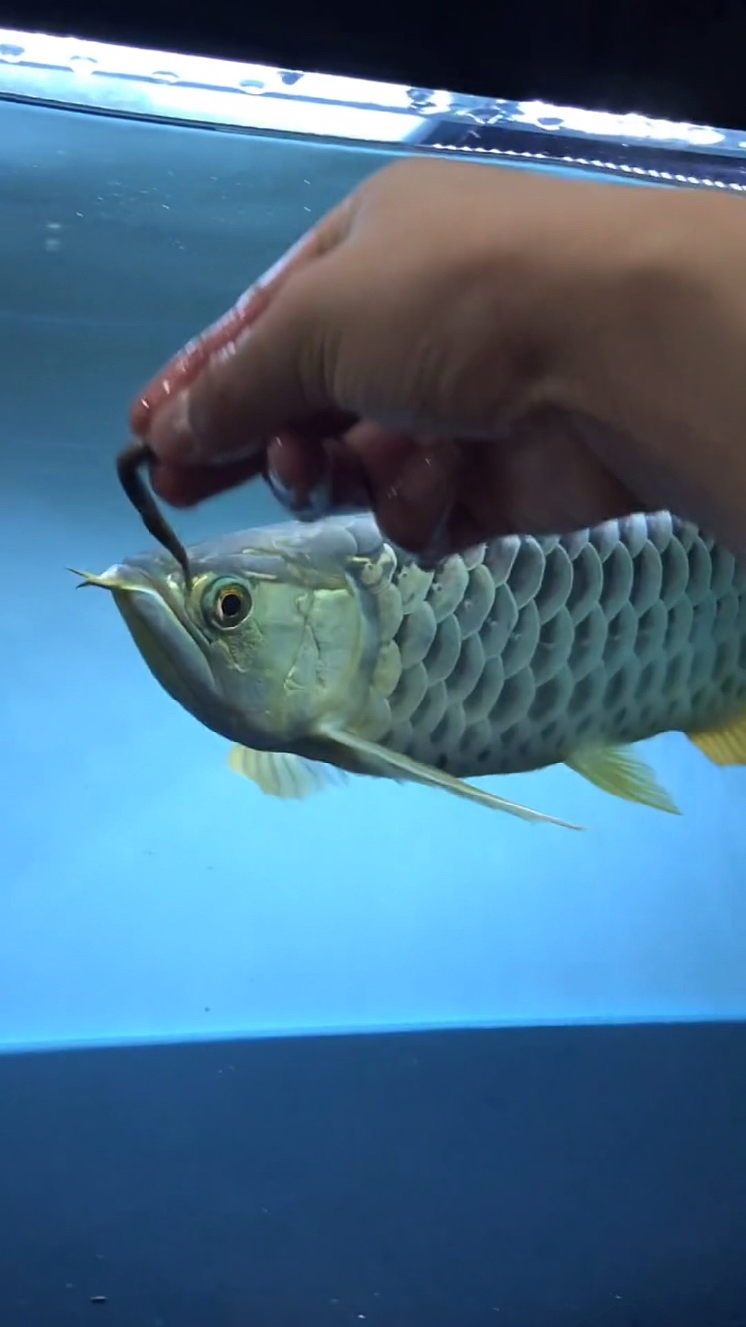 龙鱼#变异金龙巧克力鳞底给大家欣赏一下!