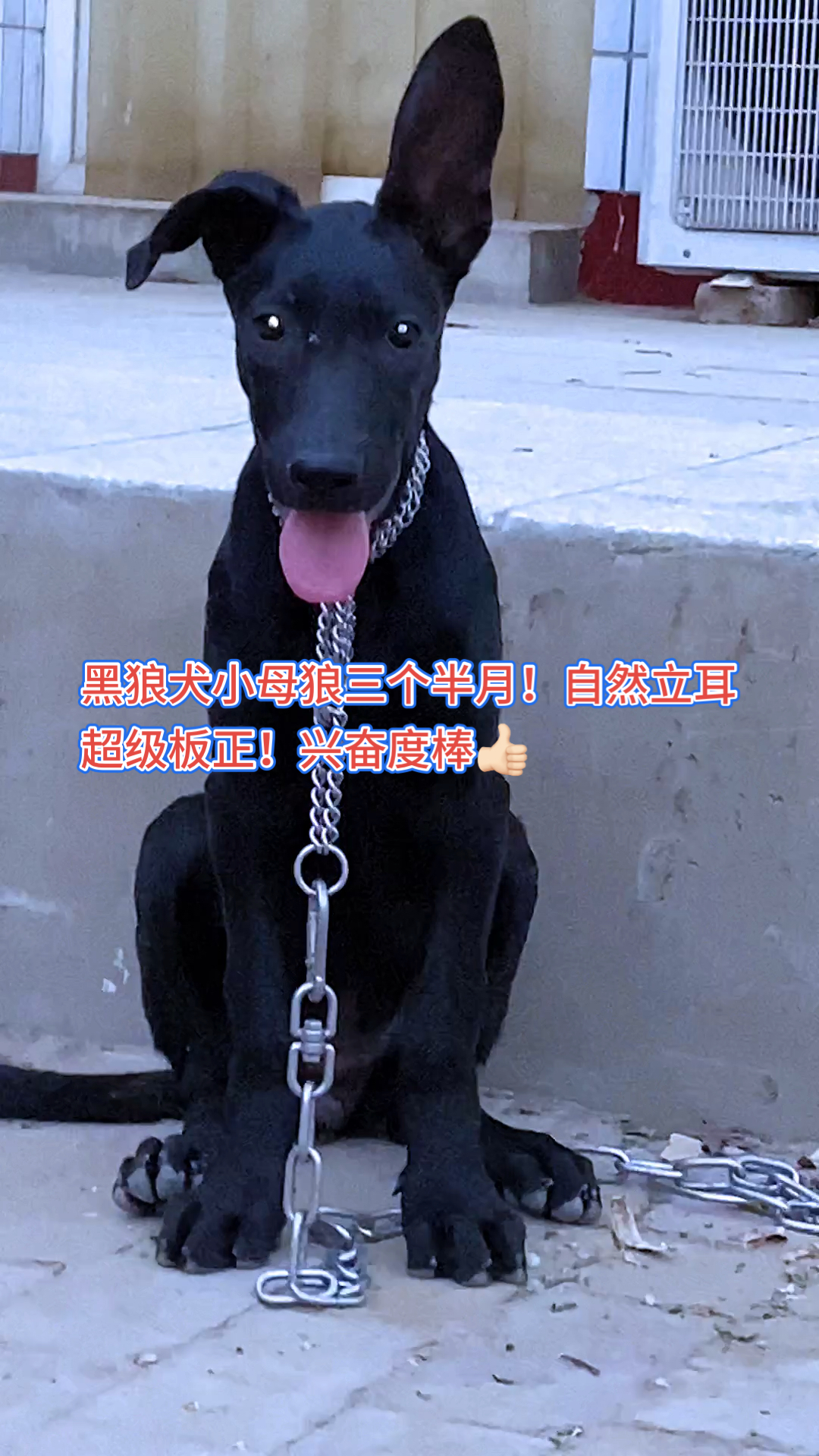 我家萌宠成精了#黑狼犬小母狼三个半月!自然立耳超级板正!兴奋度棒