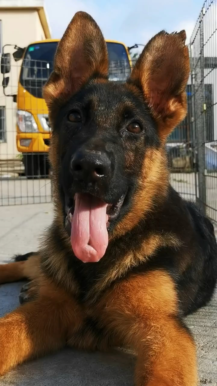 德国牧羊犬#双血统赛系小公一条.