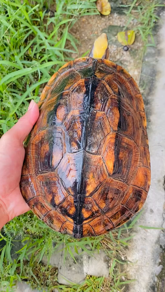 金钱龟:极品海南西线大黄头稳产母,有喜欢的吗-度小视