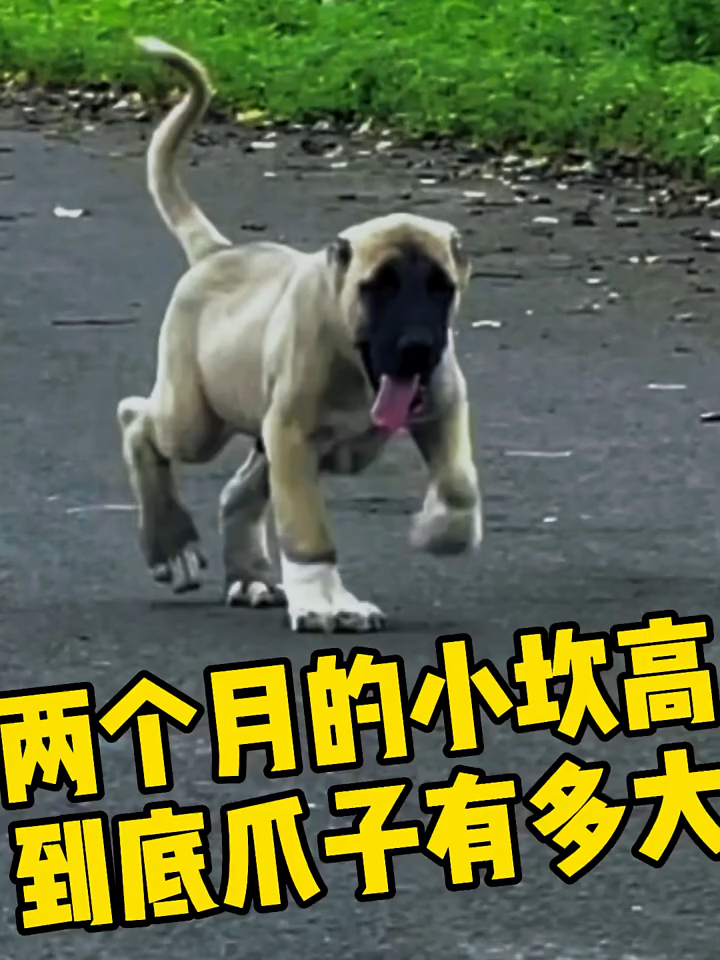 坎高犬图片大全 幼犬图片