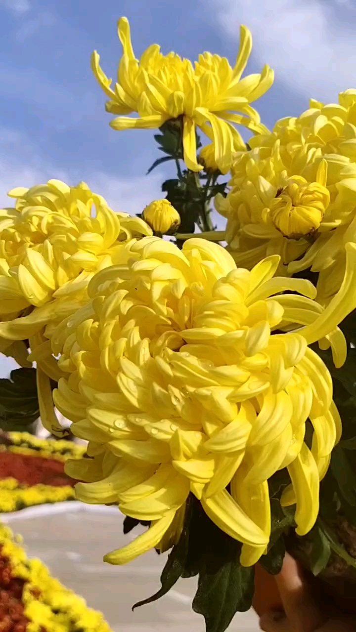 高端名贵菊花盛开啦啊!