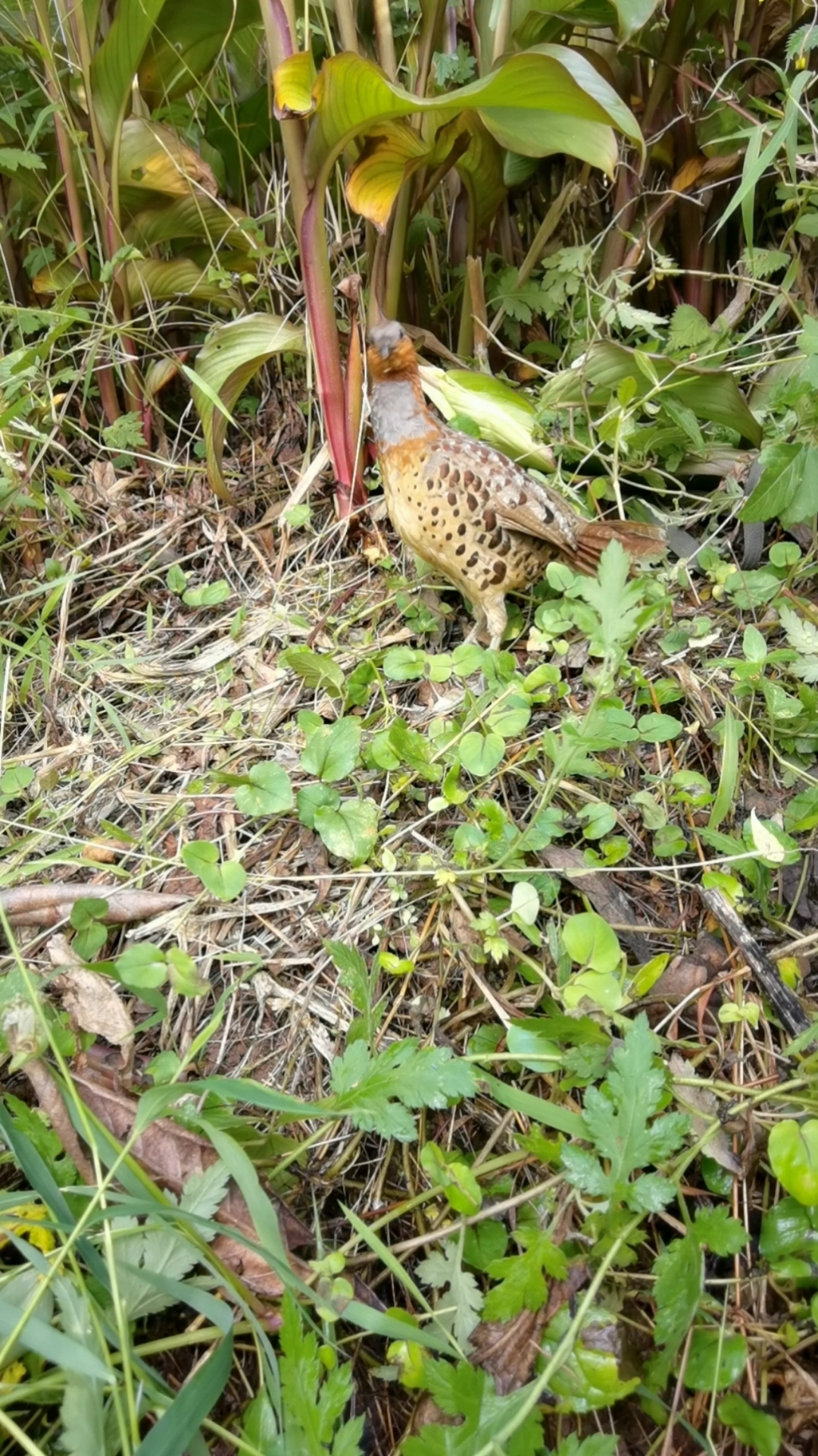 户外摄影#公竹鸡叫