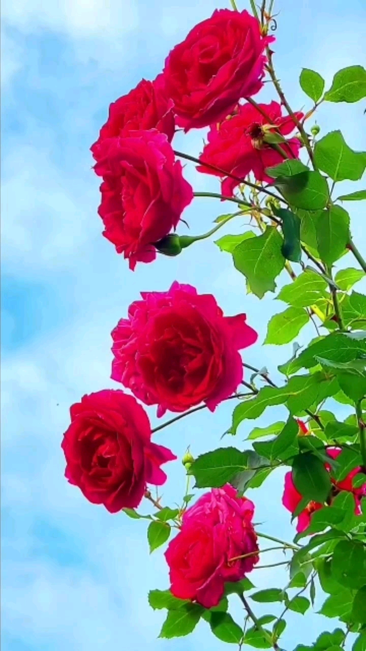 夏日风彩#走进大自然,享受自然美!