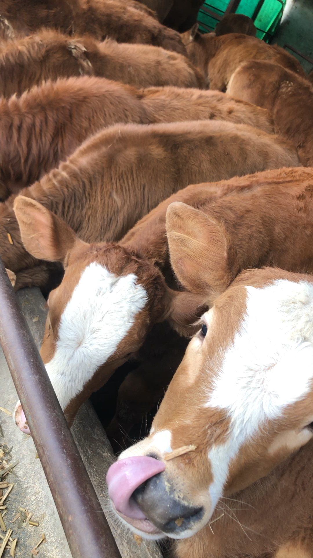 西杂牛大量出栏