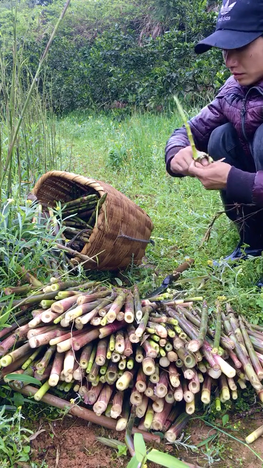 山上野竹笋#有人说这是苦笋,这是苦笋吗?认识的看过来!