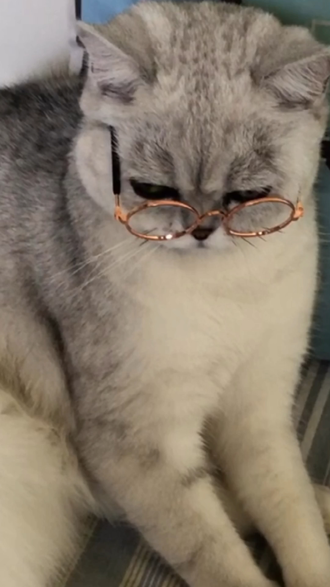 音为有你#眼镜猫来袭