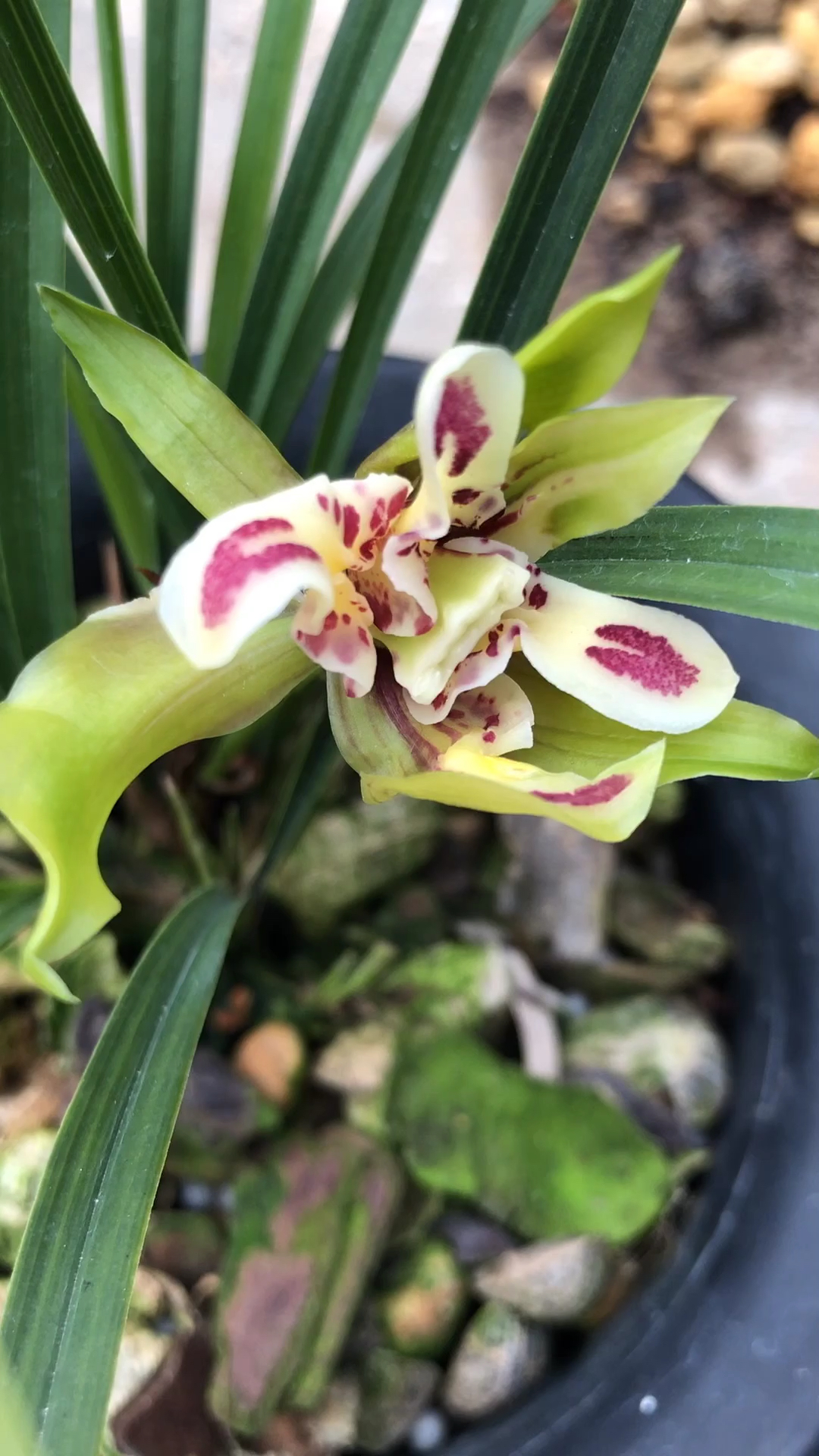 兰花#春兰天彭牡丹#奇花浓香花大