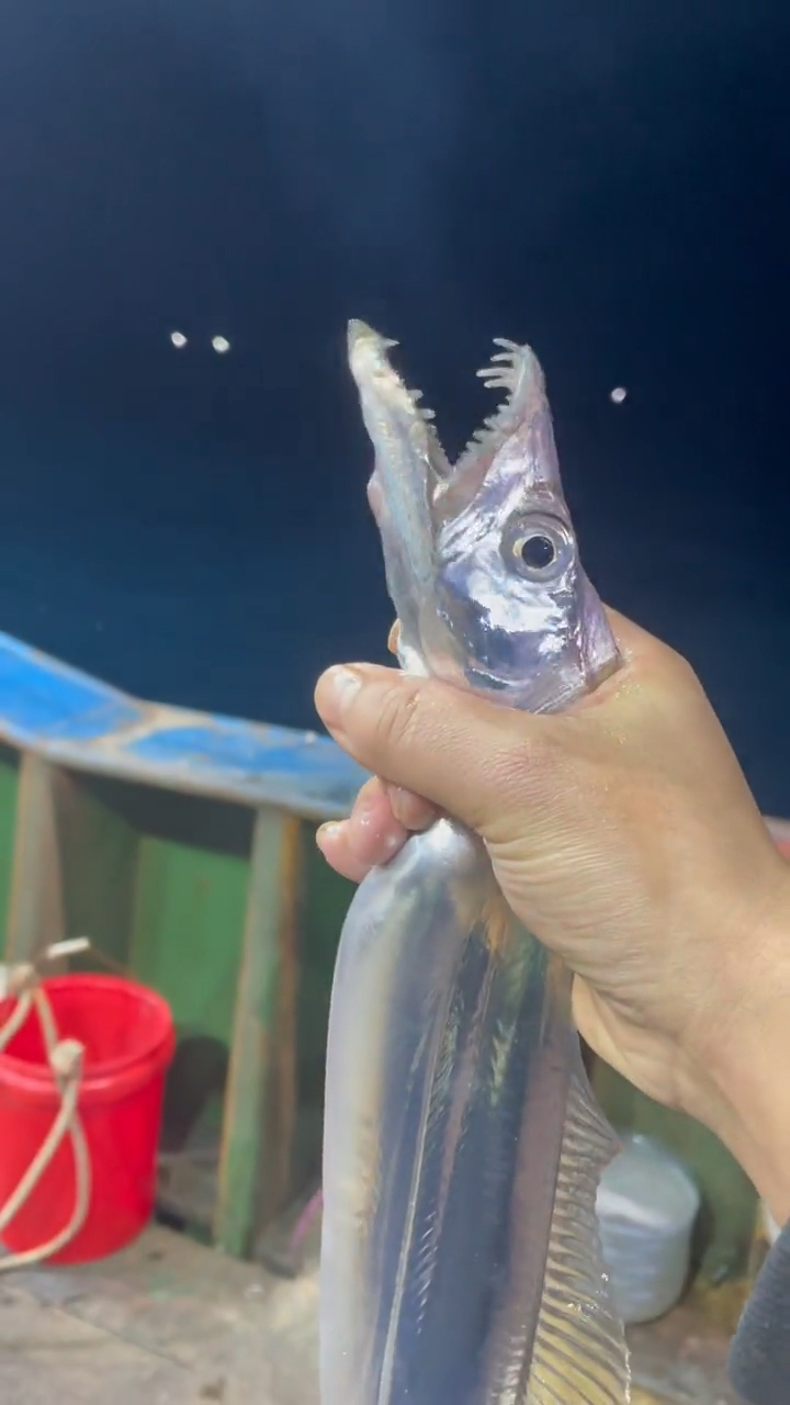 活带鱼刚出水的钓带可以直接生吃吗