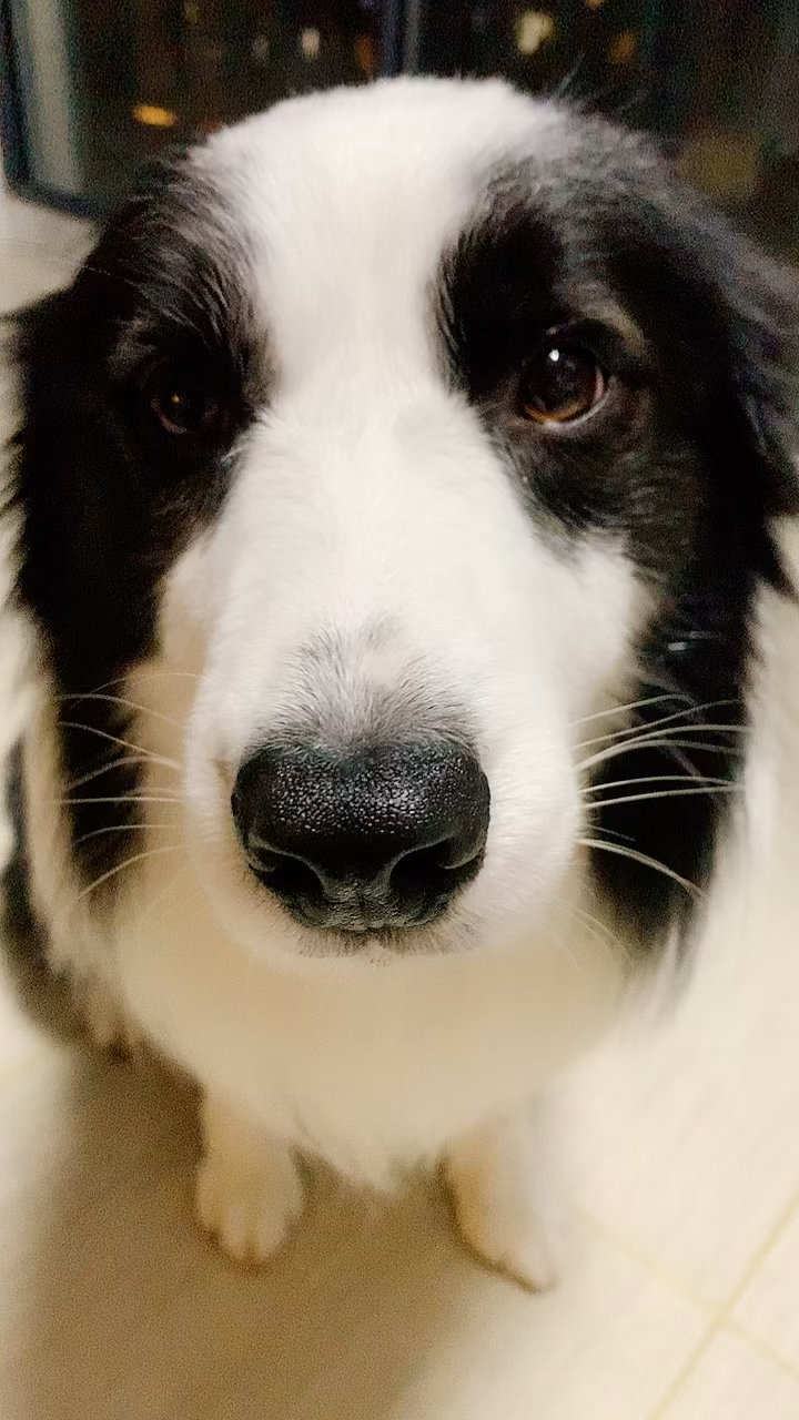 宠物丑萌大赛#可爱汪