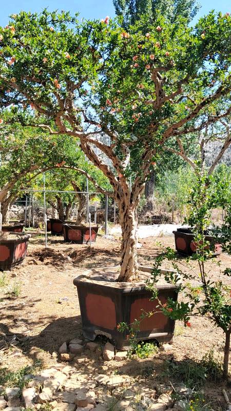 新中式庭院#非常稀有红玛瑙石榴树-度小视