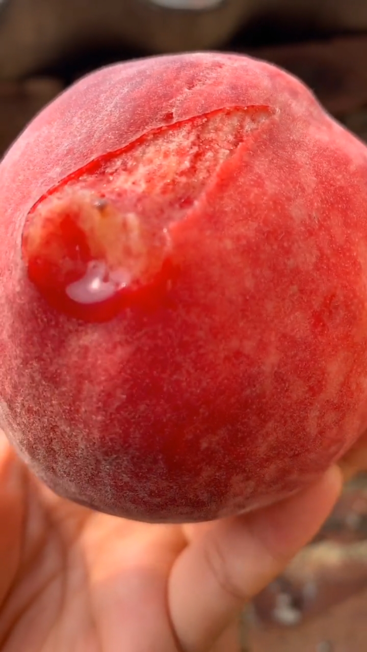 这么脆的桃子你吃过吗#可以剥皮的水蜜桃,果农直发新鲜水果.-度小视