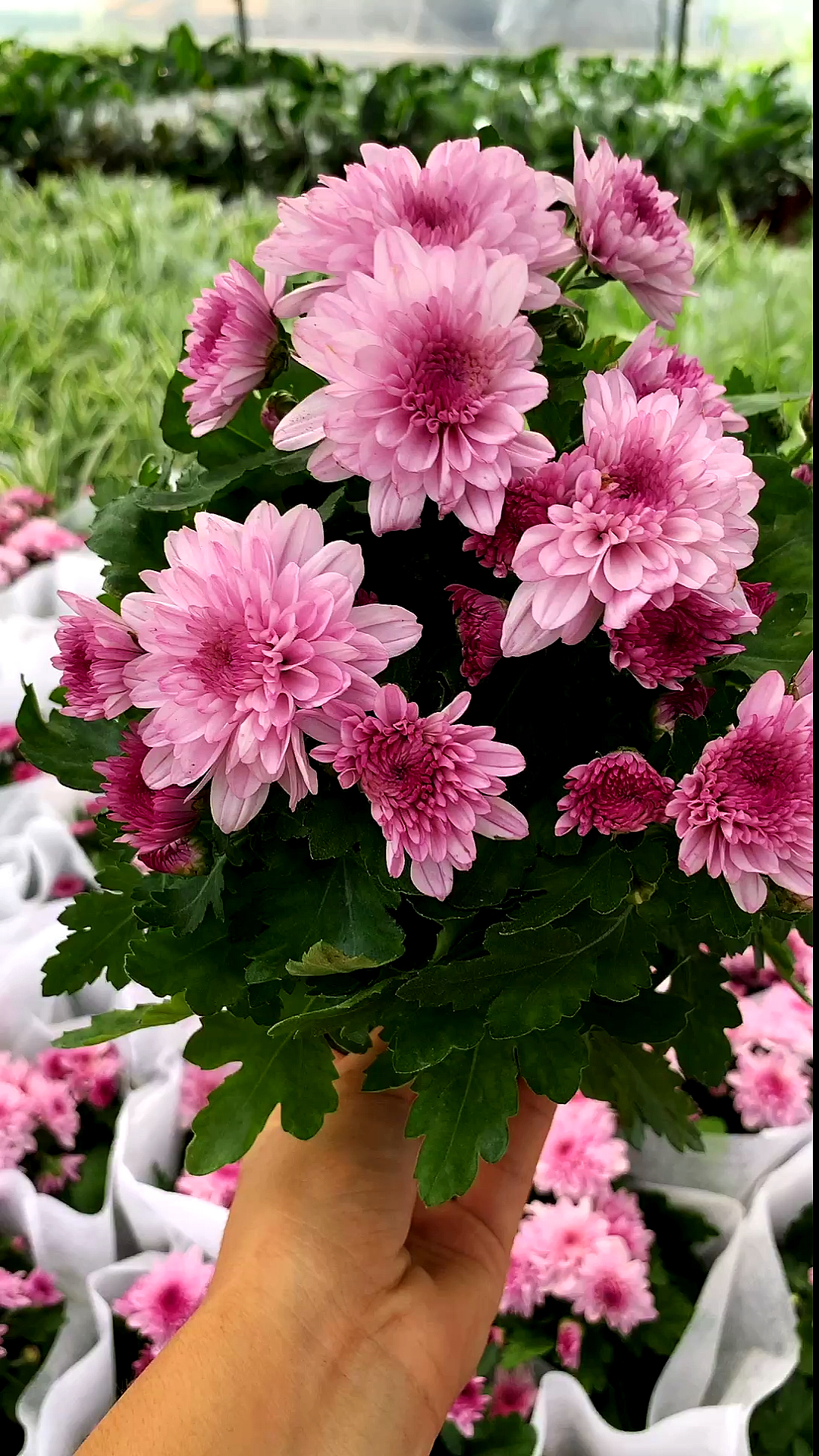 四季荷兰菊四季开花