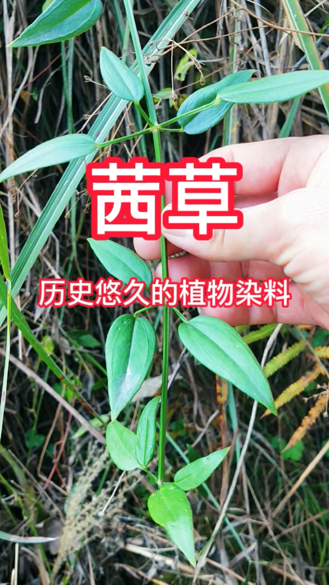 茜草图片大全别名图片