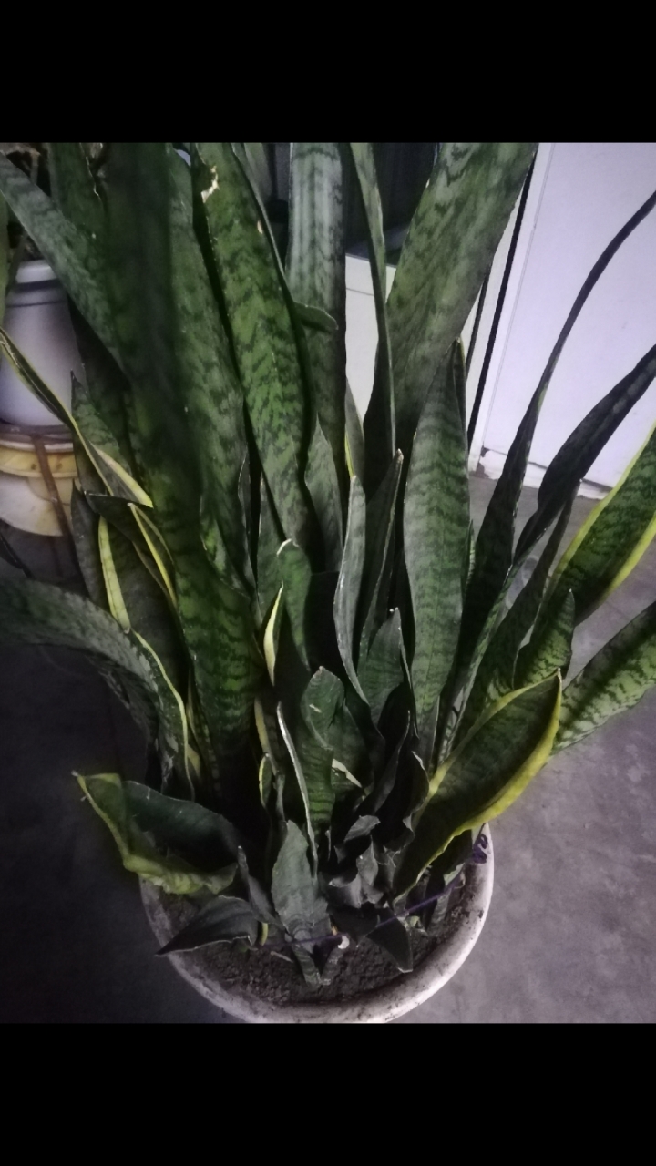 音为有你#虎皮兰花,净化空气,适合,室内养的花