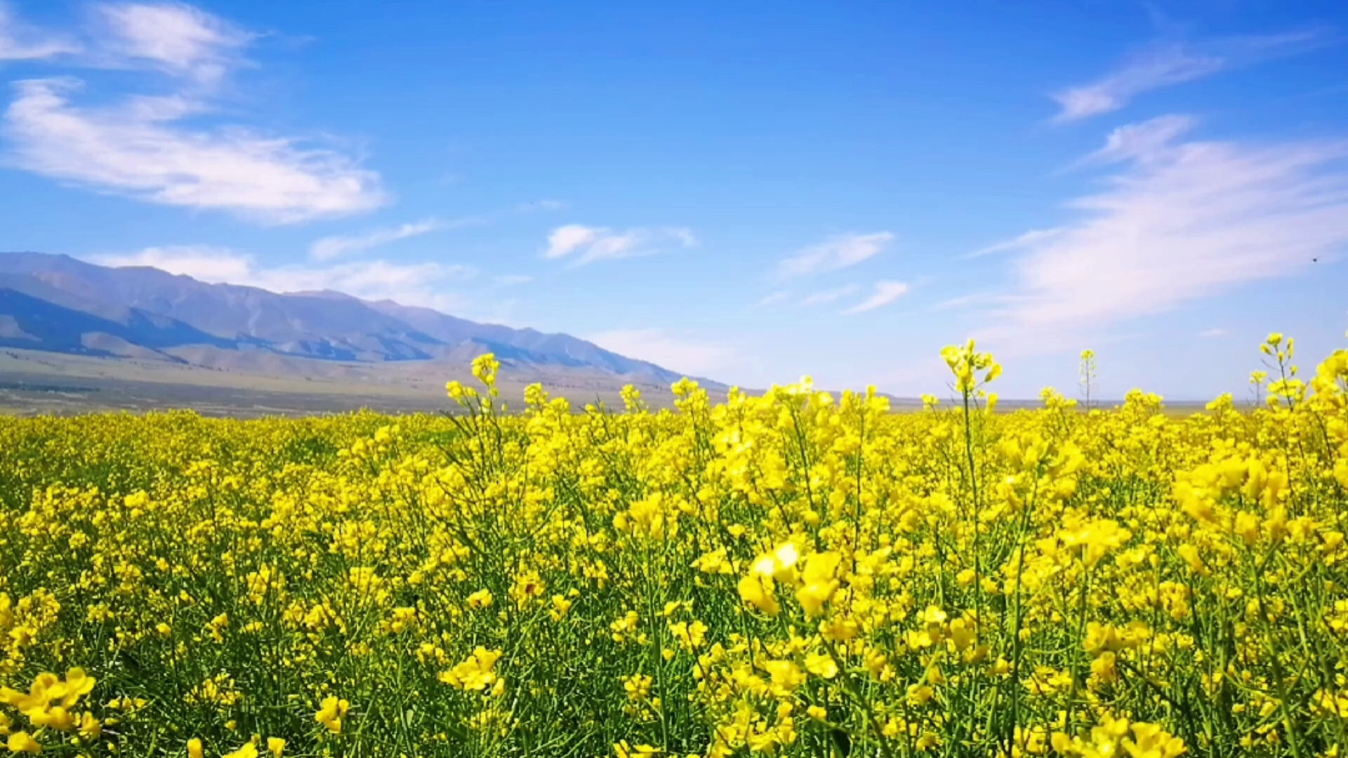 金灿灿的田园风光(横屏观看更美)