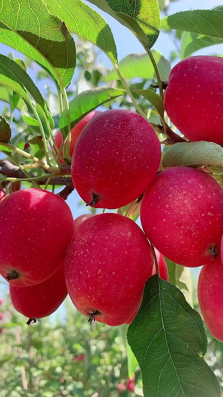 优质农产品#鸡心果海棠果,新鲜水果,优质农产品.-度小视