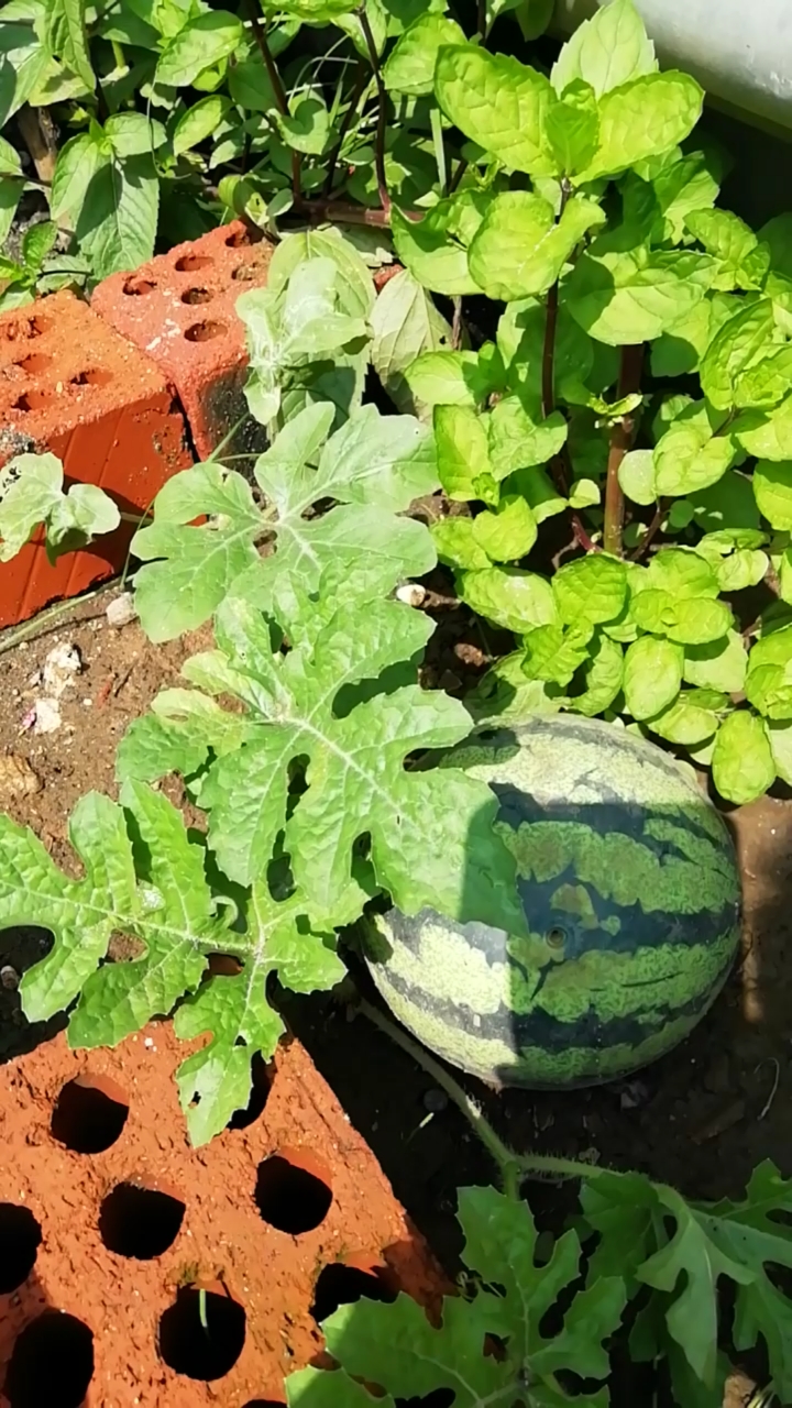 吃完西瓜丢在院子里的西瓜子长出了西瓜,有人看出问题了吗