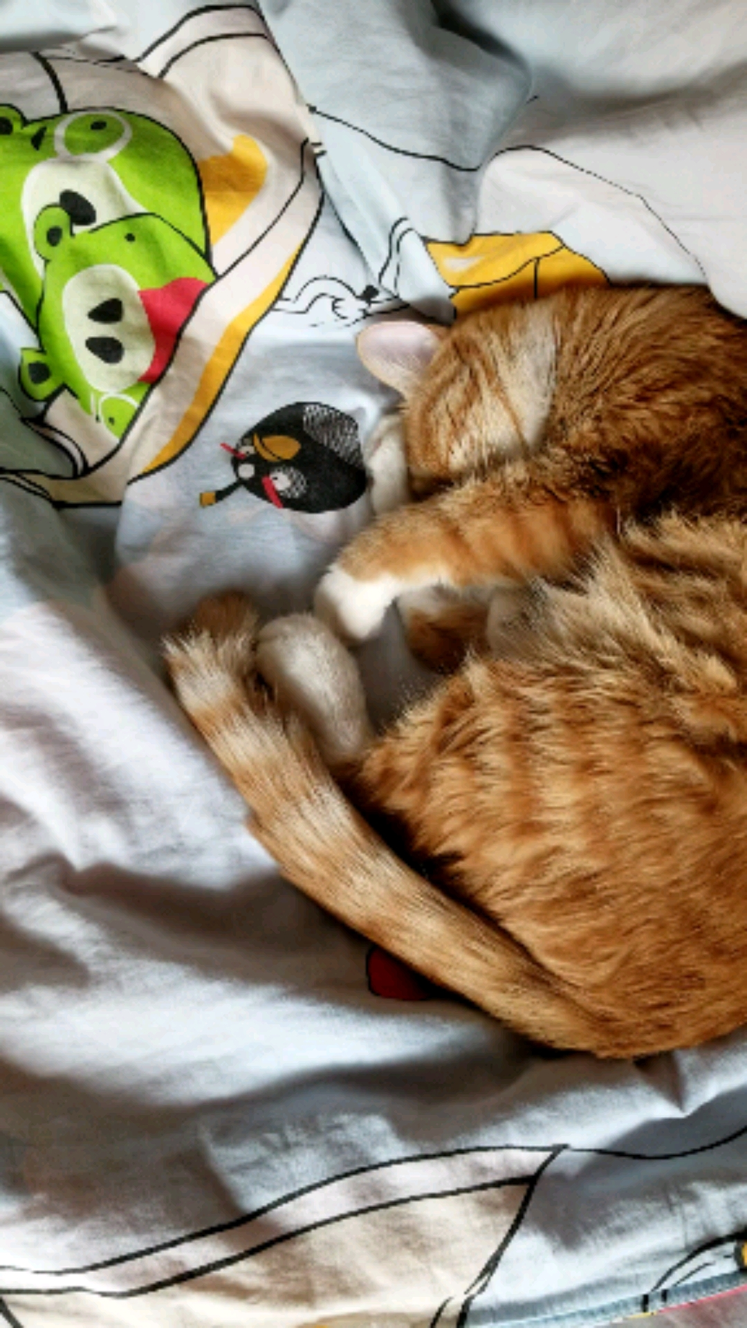 镜头下的猫咪#不敢出门