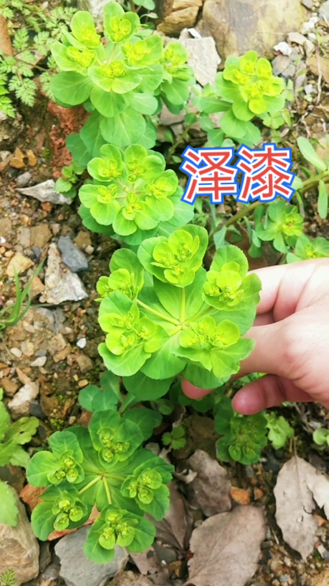认识中草药#这1种叫泽漆的独特植物,形状相似一把伞,别称"一把伞",你