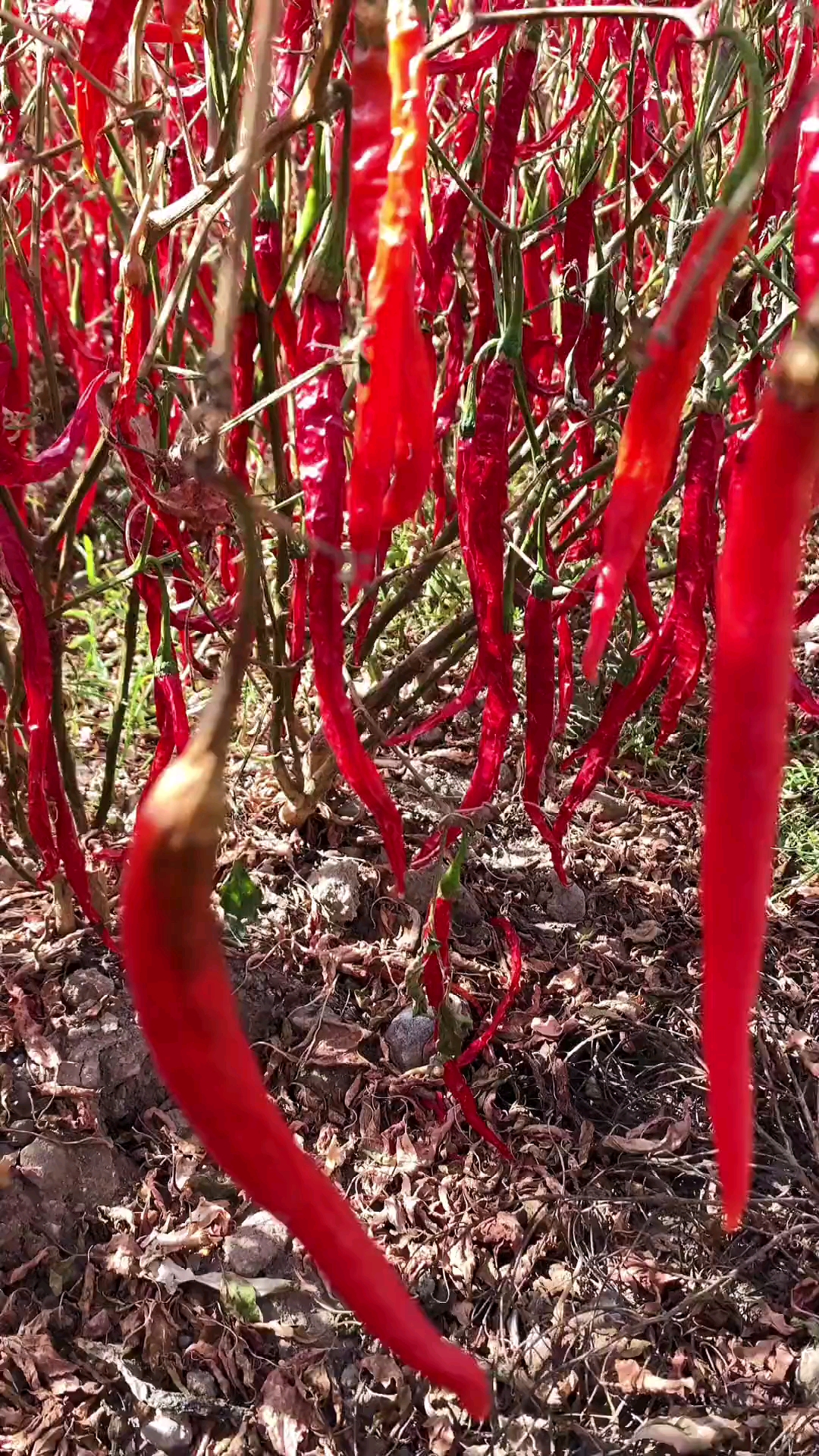今年红辣椒大丰收人都来不及摘只能请来收割机你看棒不棒
