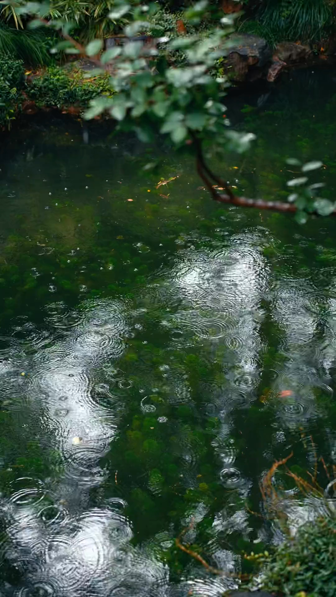 遇见下雨的姑苏便是到了真的江南
