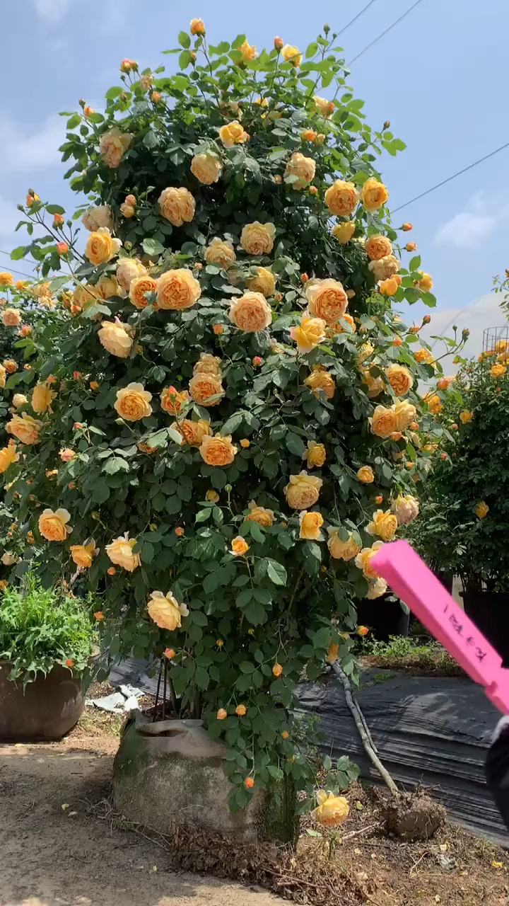 藤本月季黄金庆典,花量多,花期长多季循环开花