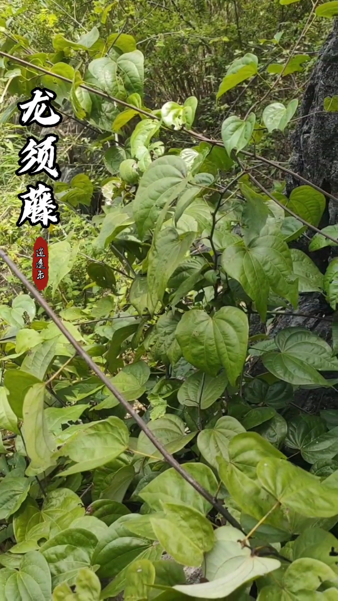认识中草药#百草中药之龙须藤,冷背药,豆科羊蹄甲属落叶藤本植物