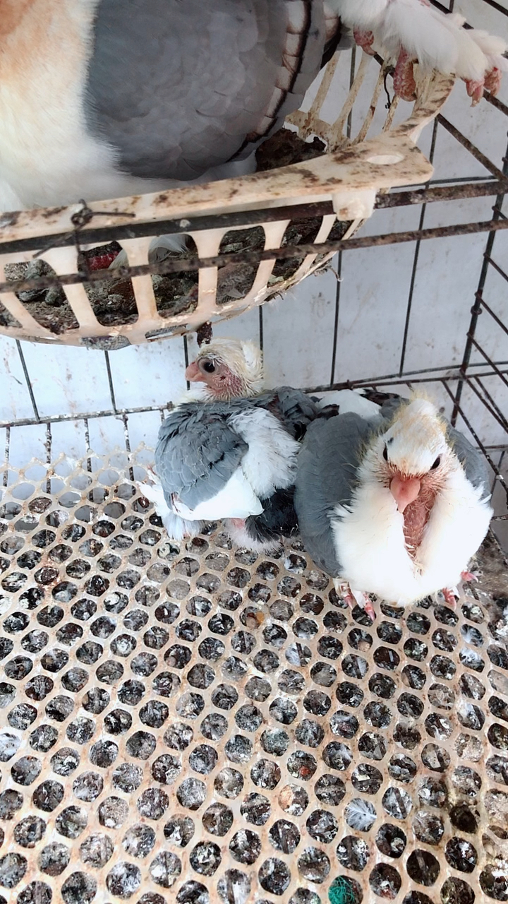 元宝鸽夏天鸽子在退毛