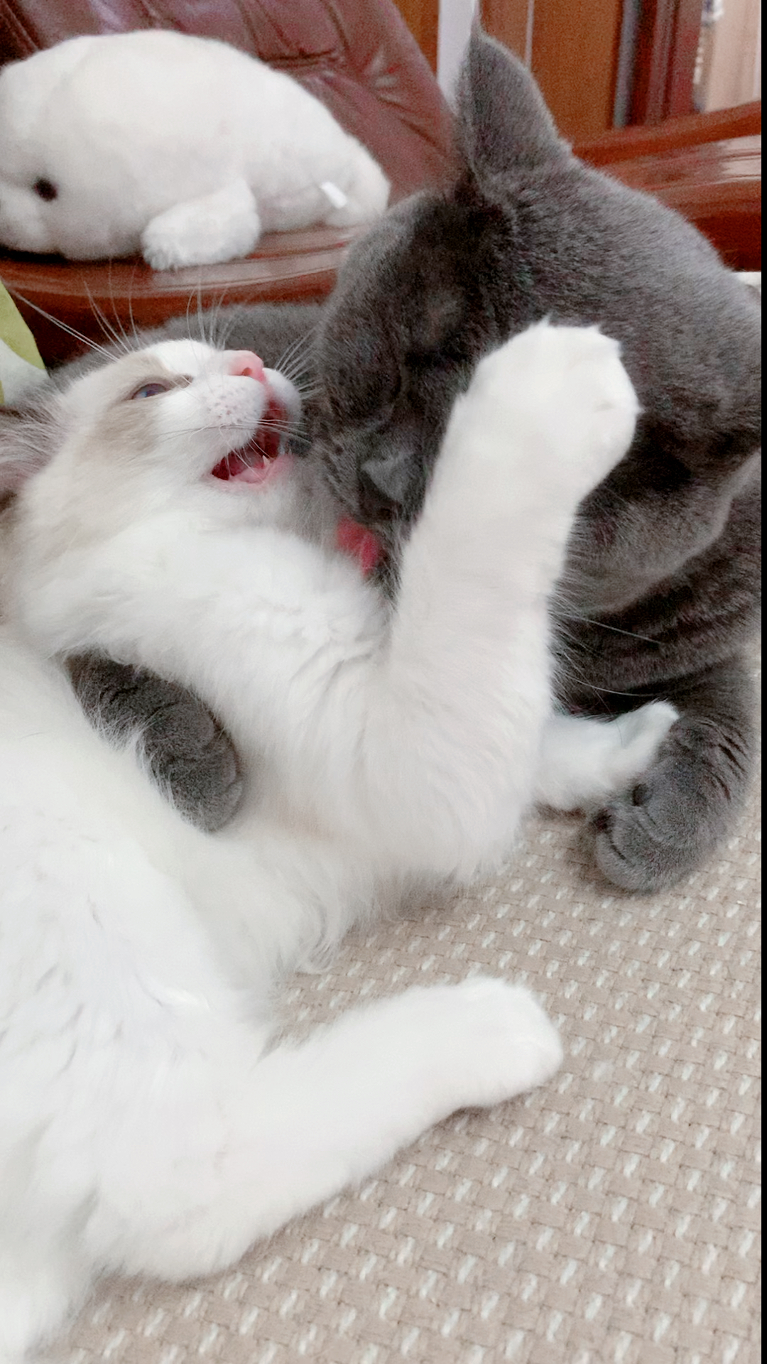 我家萌宠成精了#这就是传说中的咬耳朵