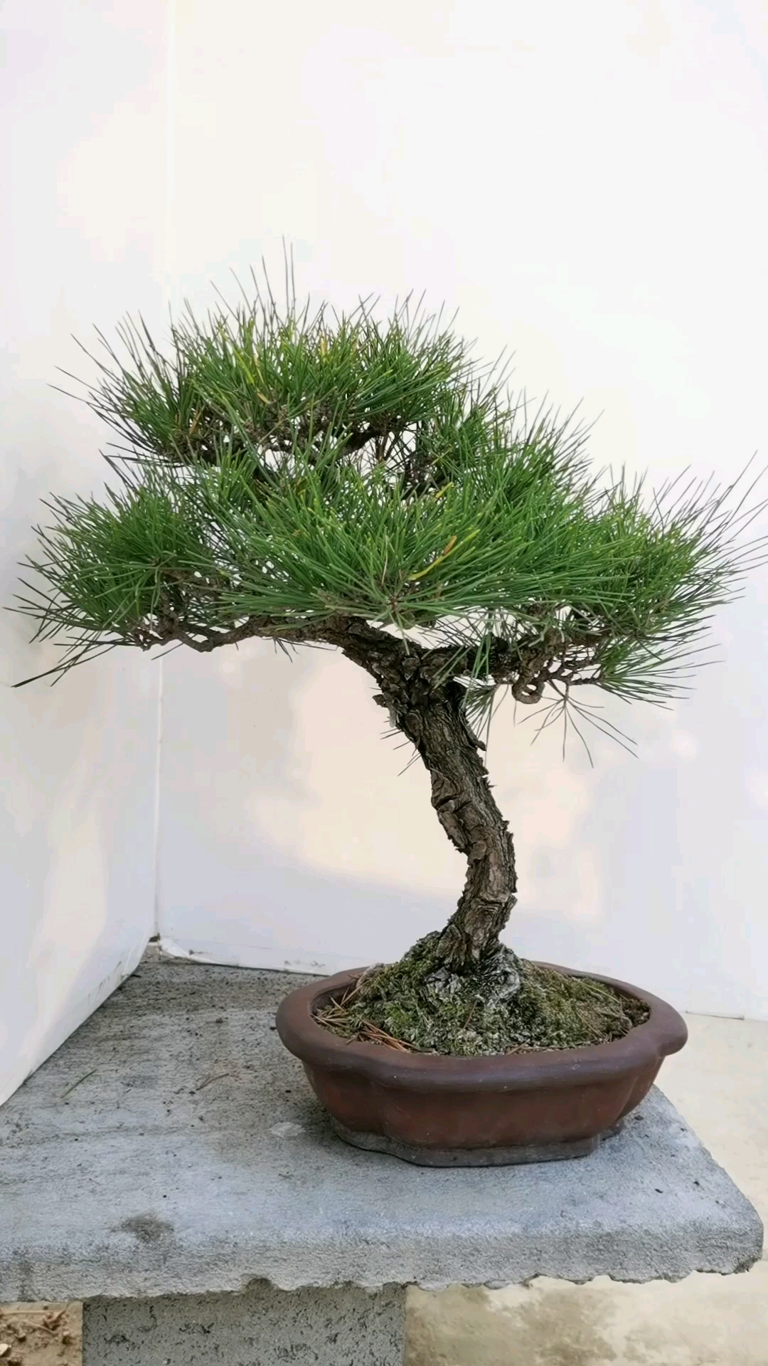 啥造型三河黑松,大家给取个名字