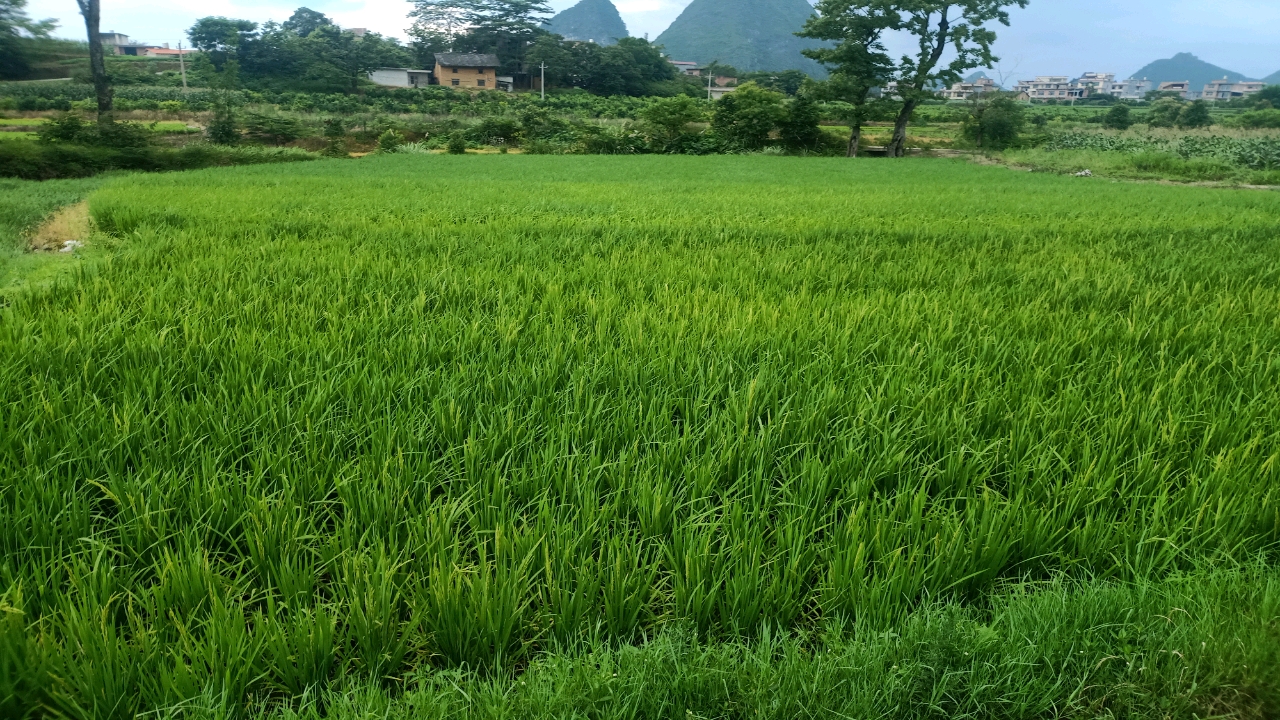 农村空气就是好