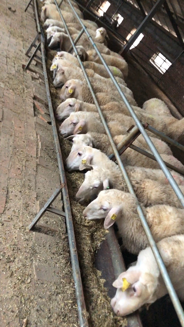 挑选棒奶大母羊