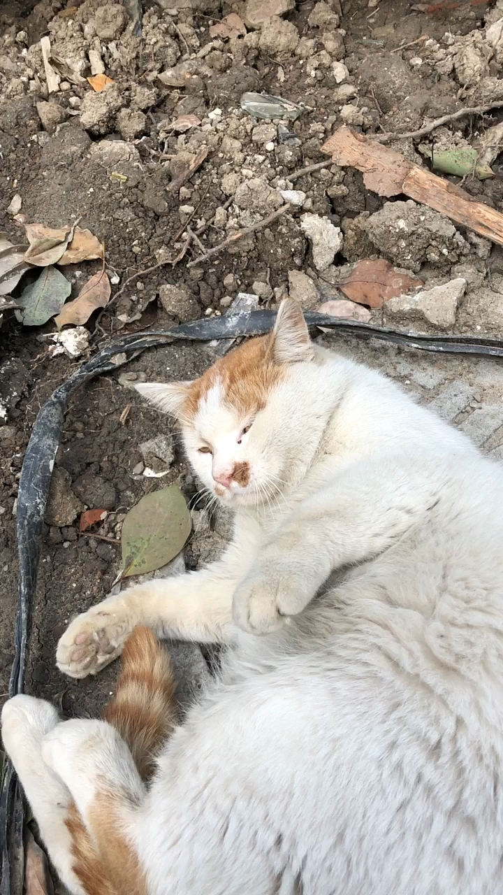 关爱流浪猫#乖乖油水多,就是脏了点