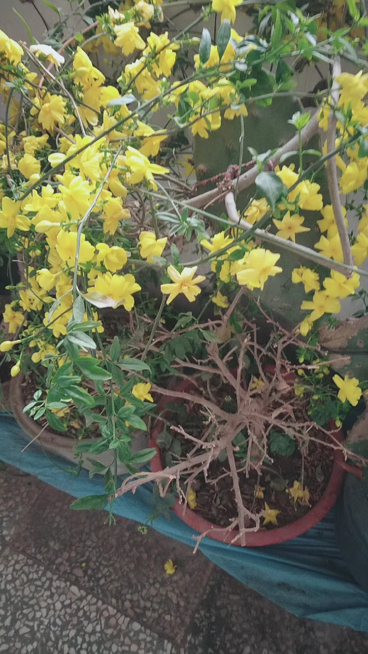 迎春花是今年开的最多的,满树都是花可好看了啊