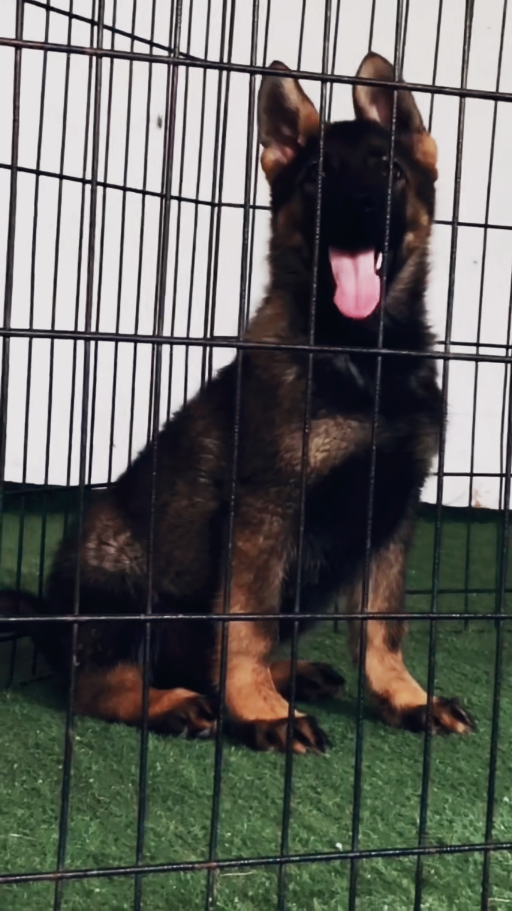 德国牧羊犬#血统东德牧羊犬,狼灰色东德,可驯度高,智商聪明!