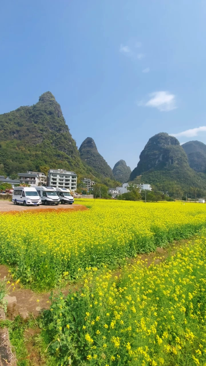 桂林阳朔,山里的油菜花海